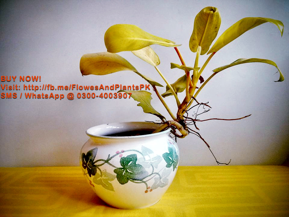 Flowers-Plants-Buy-Online-Gift-Lahore-Pakistan-Money-Plant
