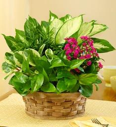Flowers-Plants-Lahore-Pakistan-Gift-Buy-Order-Online