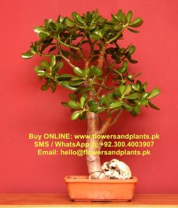 crassula-plant-bonsai-pakistan-lahore-karachi-price-buy-sale-best-cheap-online-nursery-plants