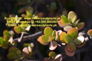 crassula-plant-crasula-pakistan-lahore-karachi-price-buy-sale-best-cheap-online-nursery-plants