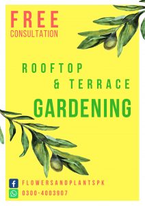 Rooftop-terrace-gardeing-landscape-lawn-ideas-pictures-design-roof-home-kitchen-lahore-pakistan