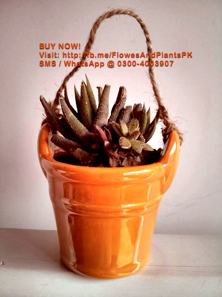 Flowers-Plants-Buy-Online-Gift-Lahore-Pakistan-Snake-Cactus
