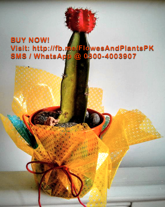 Flowers-Plants-Buy-Online-Gift-Lahore-Pakistan-Grafted-Red-Flower-Cactus