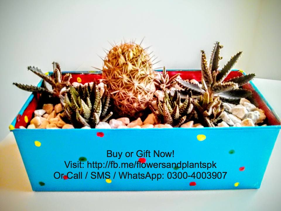 Flowers-Plants-Buy-Online-Gift-Lahore-Pakistan-Cacti-Cactus-Dish