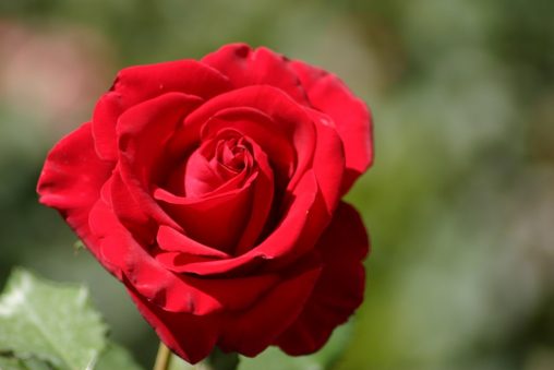 Red Rose Garden - Beginner's Guide | Online Shopping | Home Shopping ...